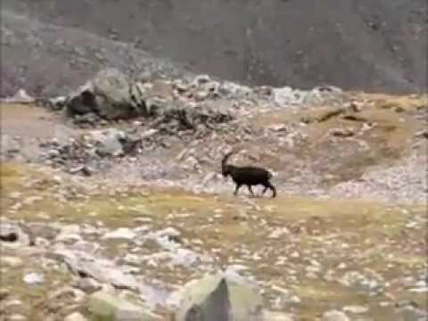 Wild Alpine Capra ibex captured on an Alpine peak