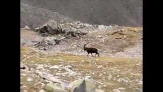 Wild Alpine Capra ibex captured on an Alpine peak