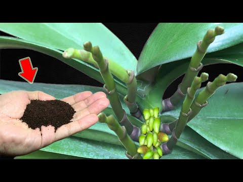 Nur Kaffee! Selbst die schwächste Orchidee schlägt Wurzeln und blüht super!