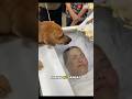 Anjing Ini Sangat Sedih Ketika Majikan Meninggal