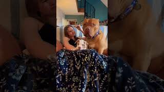 Jealous XXL Pitbull #pitbull #bullydog #shortsvideo