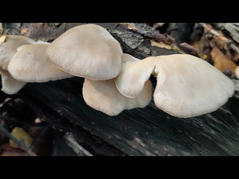 GLJIVE NAŠIH ŠUMA - Bukovača ili šumska ostriga (Pleurotus ostreatus)