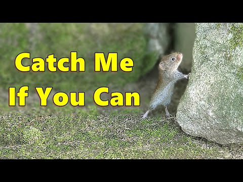 Mice for Cats to Watch 🐭 Jerry Mouse on The Run  ⭐ Cat TV ~ 8 HOURS ⭐
