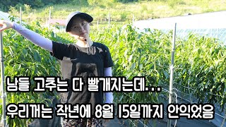 노지고추가 빨갛게 안익는다 그래도 좋다^^