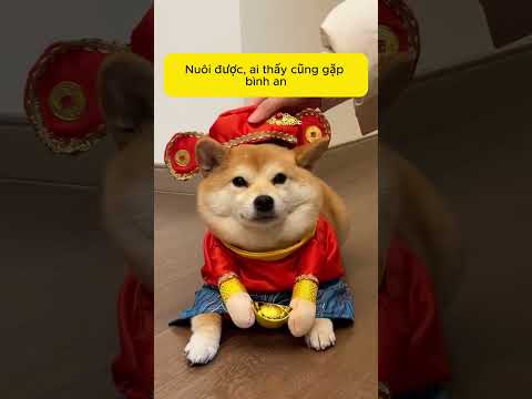 Top những giống chó nhìn đáng yêu nhưng không phải ai cũng nuôi được
