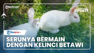 Bermain dengan Kelinci Betawi di Taman Kelinci Bambu Apus, Ada Banyak Ras yang Bikin Gemas