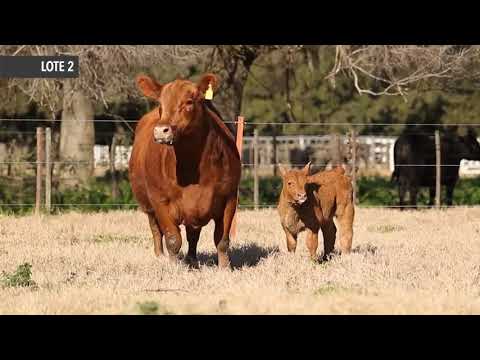 RUBETA BOOM 7767 - LOTE 2 - Remate de Cabaña La Rubeta - Sábado 15-08-20