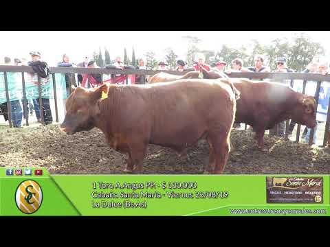 23-08-19 - Venta de Toros A.Angus PP. - Cabaña Santa María - La Dulce