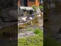 Wonderful Chilean Flamingos At Gunma Safari Park In Gunma Prefecture Kanto Region
