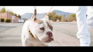 CJ SO COOL - Get A Bag ft. Jinx Da Rebel