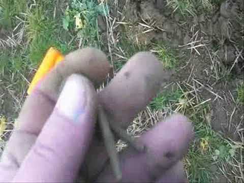 Moje Wykopki Odc (355 S04 E55) Wykopki w Święta i po Świętach (25 i 27.12.2017) plus sreberko