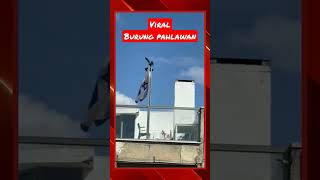 Download lagu Burung Ababil #palestina #israel mp3