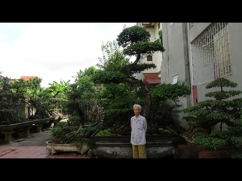 SH.1867.Đến thăm vườn cảnh cụ ĐẶNG ĐỨC TIÊN 81 tuổi.thị trấn Khoái Châu.tỉnh Hưng Yên.