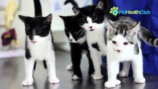 The PetHealthClub - Your Complete Guide to Cat Vaccinations