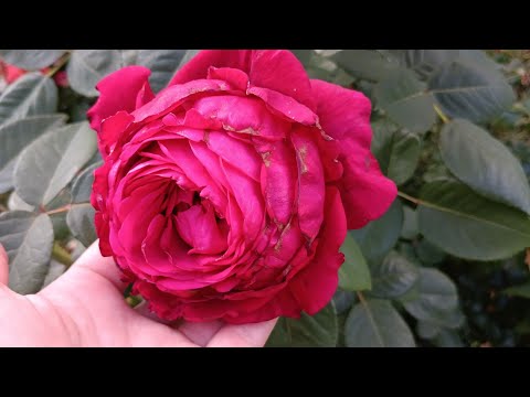 троянда 4 вітрів La rose des 4 vents Delbard