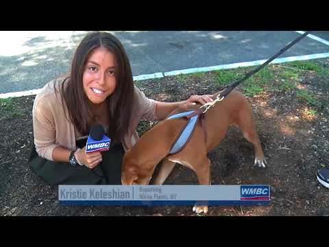 New Horn Tick Concerns