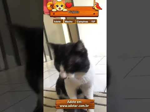 Vídeo de Frajola 
