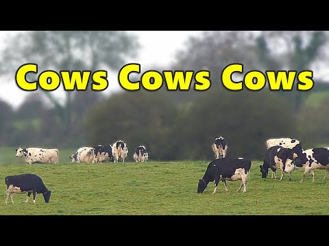 , title : 'Cows Cows Cows ⭐ 8 HOURS of Cows Grazing ⭐