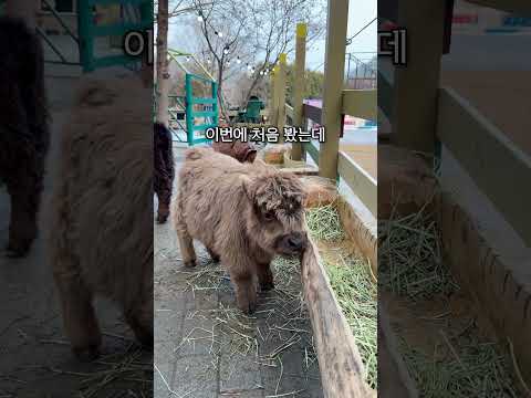 양들이 반겨주는 카페에 가본다면?