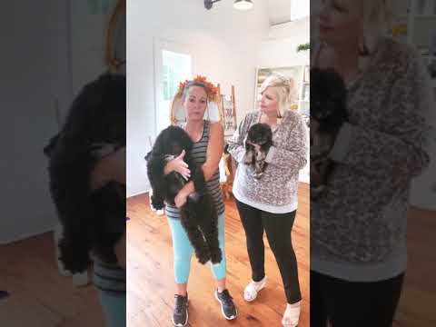 image-How much does a Schnoodle weigh full grown?