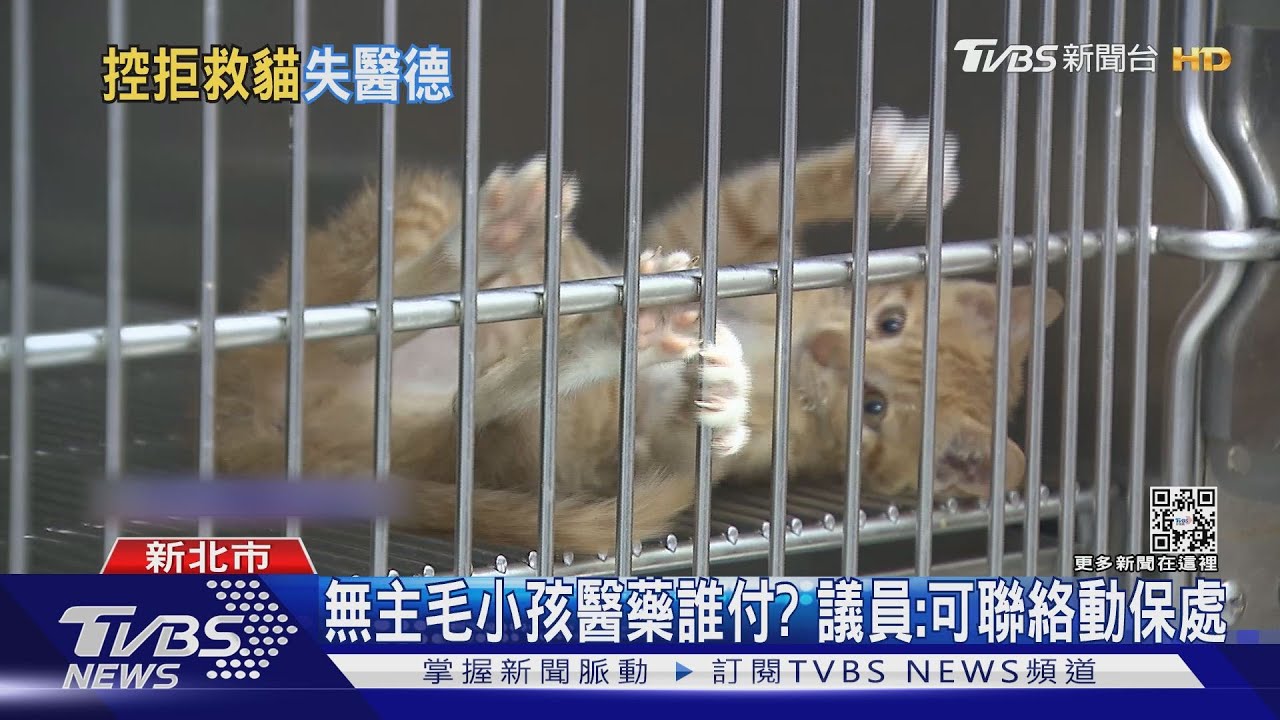 為何不救? 浪貓遭撞獸醫被控拒救爆口角