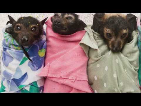 QuizTix: Animal Pics Trivia - Nature Image Library Video