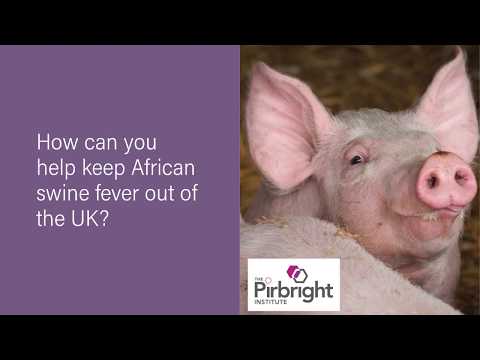 How can you help keep African swine fever out of the UK?