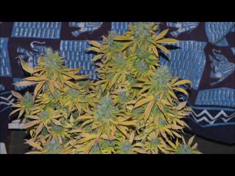 download lagu mp3 mp4 Micro Blues Anthology, download mp3 Micro Blues Anthology free download mp3, download mp3 Micro Blues Anthology