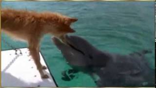 El Perro y el Delfín