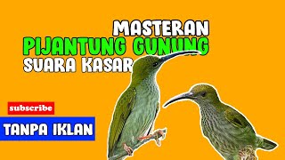 Download lagu MASTERAN PIJANTUNG GUNUNG COCOK BUAT BURUNG JUARA mp3