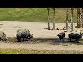 Rhinoceros Vs Cape Buffalo
