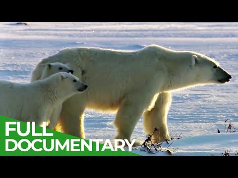 The Wild North A Trip from Canada to Norway