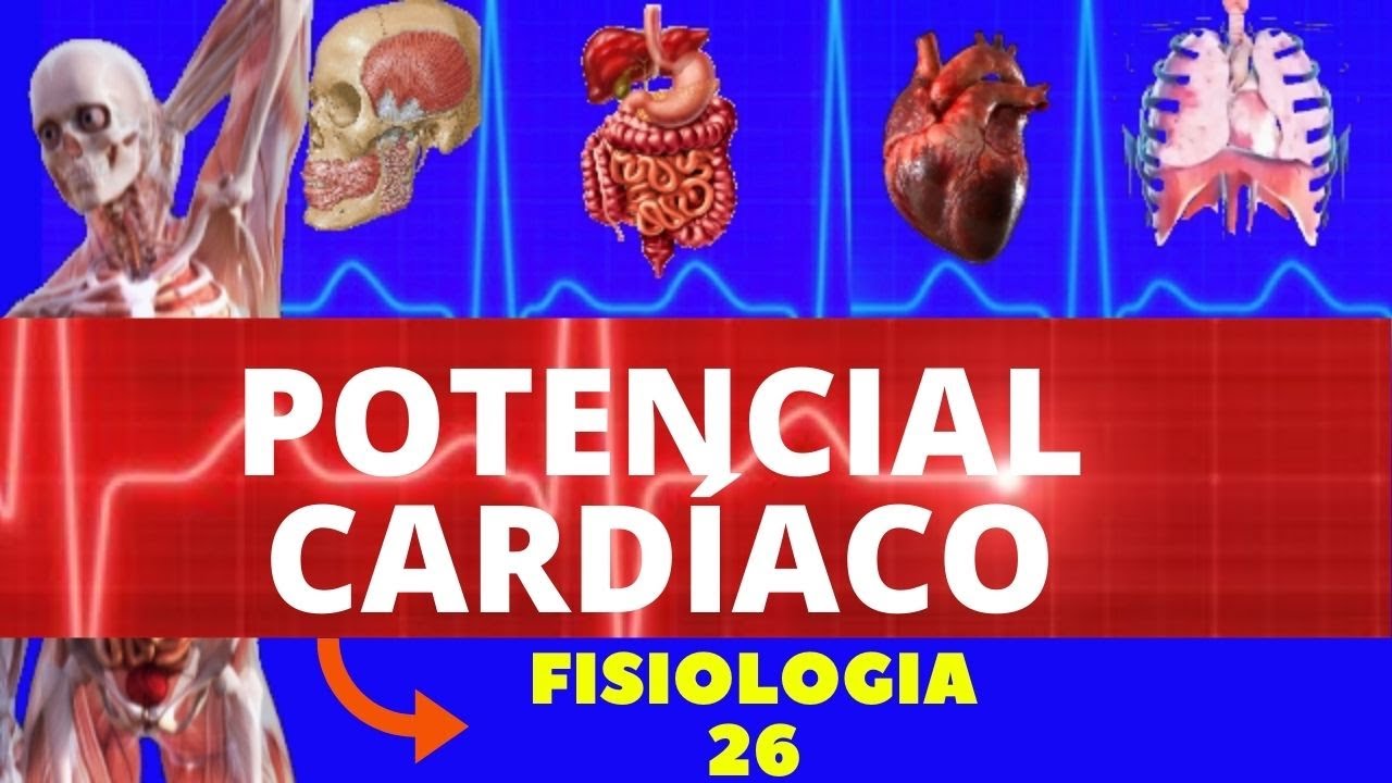 POTENCIAL DE AÇÃO CARDÍACO (FISIOLOGIA CARDIOVASCULAR) -FISIOLOGIA HUMANA - FISIOLOGIA DE GUYTON