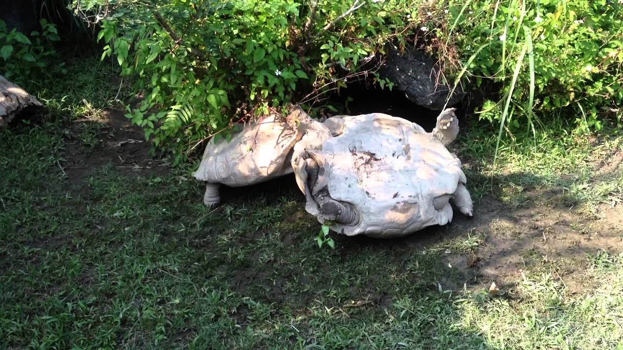 Video: Watch a Tortoise Rescue Another in Distress Video: Watch a Tortoise Rescue Another in Distress