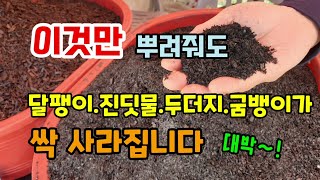 달팽이.진딧물.두더지.굼뱅이 등 각종병해충 이것만 뿌려주면 싹 사라집니다 염류집적, 해걸이 감소