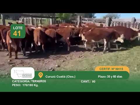 Lote Machos a Término - Curuzu Cuatia Ctes