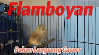Download lagu Burung Flamboyan Gacor Nyerecet Rapat ❗pancingan flamboyan Bahan mp3