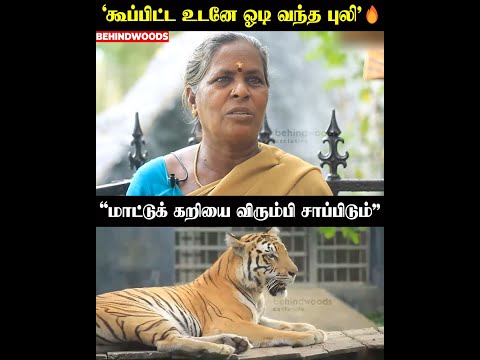 ‘8 கிலோ மாட்டுக் கறியை சாப்பிடும் புலி' 😳🔥