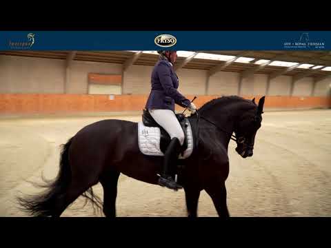 DFF livestream IBOP &amp; PAVO FRYSO BOKAAL Denmark/ Ostbrik 30-7-2021