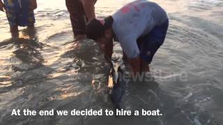 preview picture of video 'Dolphin Rescue at Ngwe Saung Beach, Myanmar (Burma)'