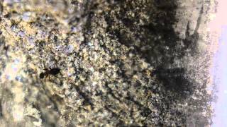 Davide Tosches - Il primo giorno d'estate