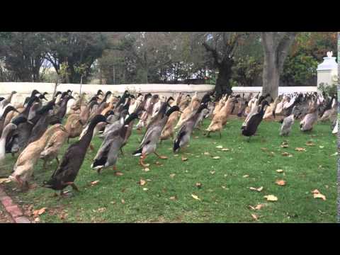 , title : 'Indian Running Ducks - amazing scenes from a wine farm in South Africa'