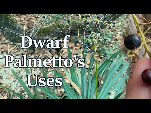 Dwarf Palmetto: food, medicine, & thatching