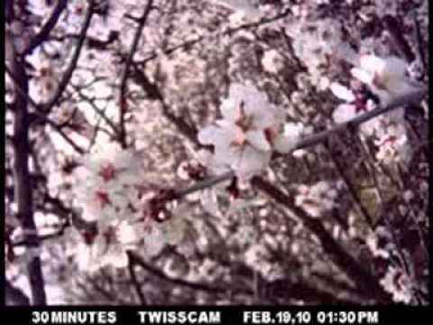 Almond: Bud to Bloom