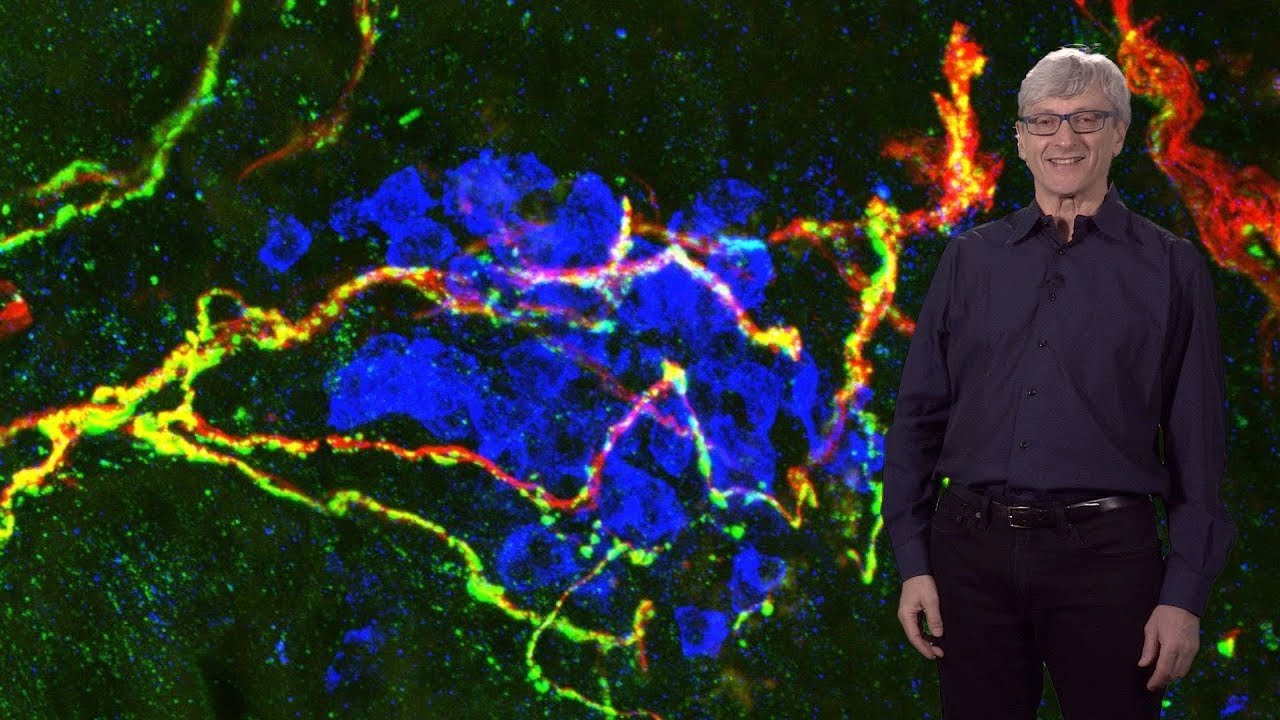 Dan Littman (NYU / HHMI) 1: Th17 Cells and Innate Lymphoid Cells in Defense and Disease - YouTube