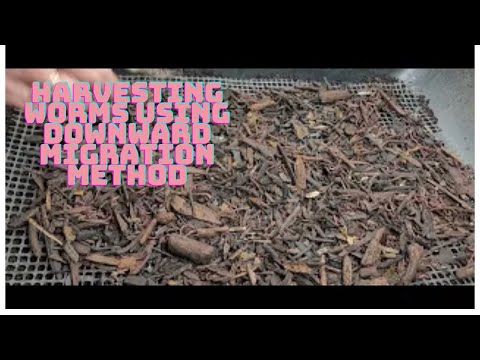 How to Harvest Worms with the Downward Migration Method – Step-by-Step!