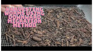 How to Harvest Worms with the Downward Migration Method – Step-by-Step!