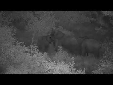 Djuma: Elephants walking across dam wall to the other side - 22:50 - 01/26/21