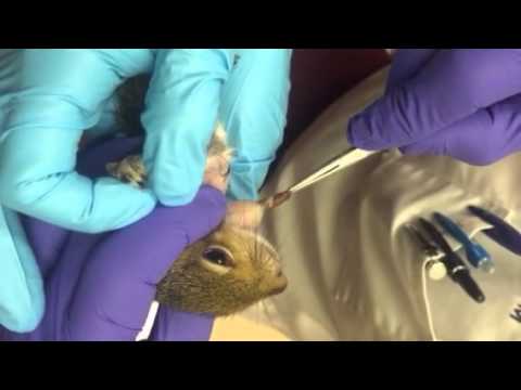Pulizia di un fegato da parassiti provviste mediche Habitat di parassiti questo