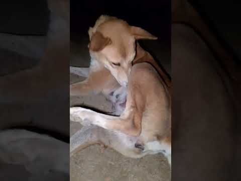 #dog #animal lover Niladri #funny #street dog 🐕#dog lover#subscribe #shorts